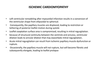 ISCHEMIC CARDIOMYOPATHY
• Left ventricular remodeling after myocardial infarction results in a conversion of
the ventricular shape from ellipsoidal to spherical.
• Consequently, the papillary muscles are displaced, leading to restriction or
tethering of posterior leaflet motion during systole
• Leaflet coaptation surface area is compromised, resulting in mitral regurgitation.
• because of structural continuity between the ventricle and annulus, ventricular
dilation leads to annular dilation that may exacerbate mitral regurgitation.
• Acute mitral regurgitation can result from ischemic papillary muscle dysfunction or
rupture.
• Occasionally, the papillary muscle will not rupture, but will become fibrotic and
subsequently elongate, leading to leaflet prolapse
 