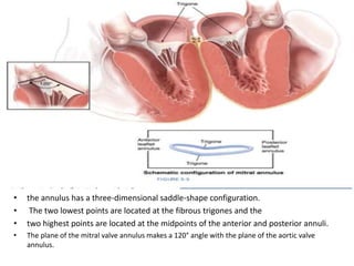 • the annulus has a three-dimensional saddle-shape configuration.
• The two lowest points are located at the fibrous trigones and the
• two highest points are located at the midpoints of the anterior and posterior annuli.
• The plane of the mitral valve annulus makes a 120° angle with the plane of the aortic valve
annulus.
 