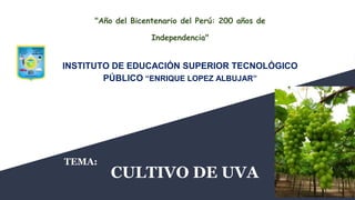 CULTIVO DE UVA
INSTITUTO DE EDUCACIÓN SUPERIOR TECNOLÓGICO
PÚBLICO “ENRIQUE LOPEZ ALBUJAR”
"Año del Bicentenario del Perú: 200 años de
Independencia"
TEMA:
 