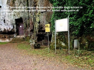 Con l’avvento dell’impero Romano fu introdotta dagli schiavi in
Italia e, in ampie zone dell’Europa ,dai soldati nelle guerre di
conquista
 