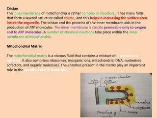 Mitrochondria | PPTX