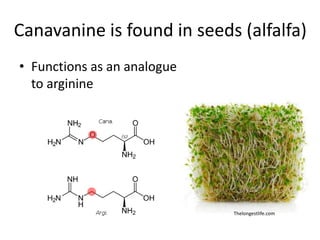 Canavanine is found in seeds (alfalfa)
• Functions as an analogue
  to arginine




                             Thelongestlife.com
 