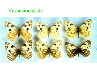 Variatsioonirida 