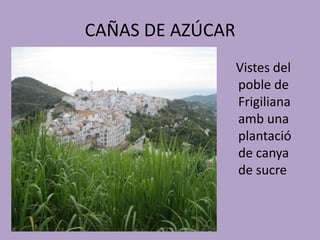 CAÑAS DE AZÚCAR
                  Vistes del
                  poble de
                  Frigiliana
                  amb una
                  plantació
                  de canya
                  de sucre
 