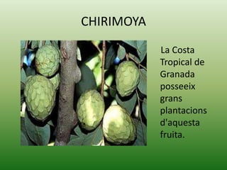 CHIRIMOYA
            La Costa
            Tropical de
            Granada
            posseeix
            grans
            plantacions
            d'aquesta
            fruita.
 