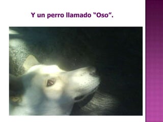 Y un perro llamado “Oso”.