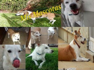 Presentation about myself