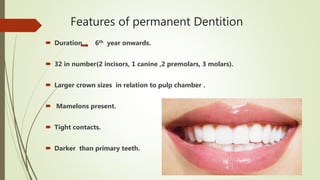 Features of permanent Dentition
 Duration 6th year onwards.
 32 in number(2 incisors, 1 canine ,2 premolars, 3 molars).
 Larger crown sizes in relation to pulp chamber .
 Mamelons present.
 Tight contacts.
 Darker than primary teeth.
 
