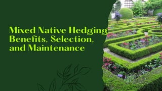 Mixed Native Hedging:
Benefits, Selection,
and Maintenance
 