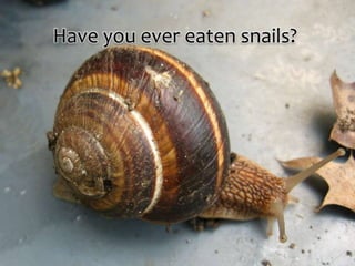 Have you ever eaten snails?
 