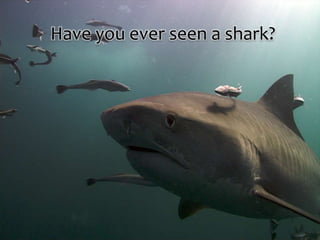 Have you ever seen a shark?
 