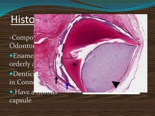 Histopathology
-Compound
Odontome
Enamel,dentin,pulp
orderly arranged
Denticles embedded
in Connective tissue
.Have a fibrous
capsule
 