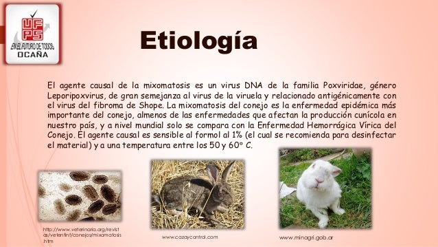 Mixomatosis en conejos