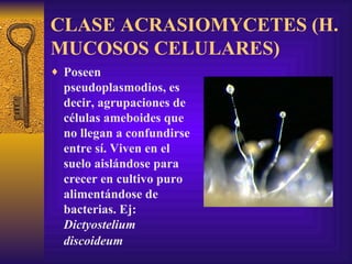 CLASE ACRASIOMYCETES (H. MUCOSOS CELULARES)   Poseen pseudoplasmodios, es decir, agrupaciones de células ameboides que no llegan a confundirse entre sí. Viven en el suelo aislándose para crecer en cultivo puro alimentándose de bacterias. Ej:  Dictyostelium discoideum   