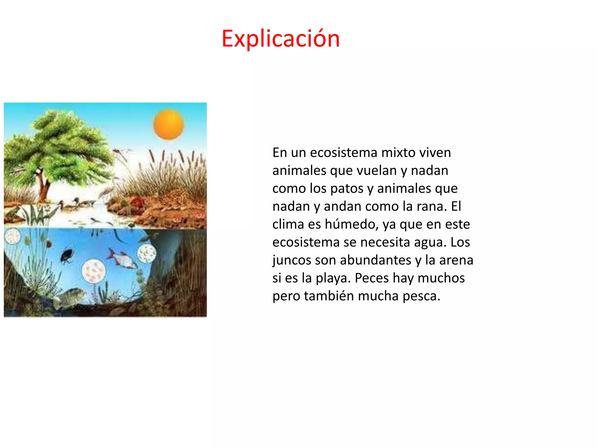 Explicación
En un ecosistema mixto viven
animales que vuelan y nadan
como los patos y animales que
nadan y andan como la rana. El
clima es húmedo, ya que en este
ecosistema se necesita agua. Los
juncos son abundantes y la arena
si es la playa. Peces hay muchos
pero también mucha pesca.