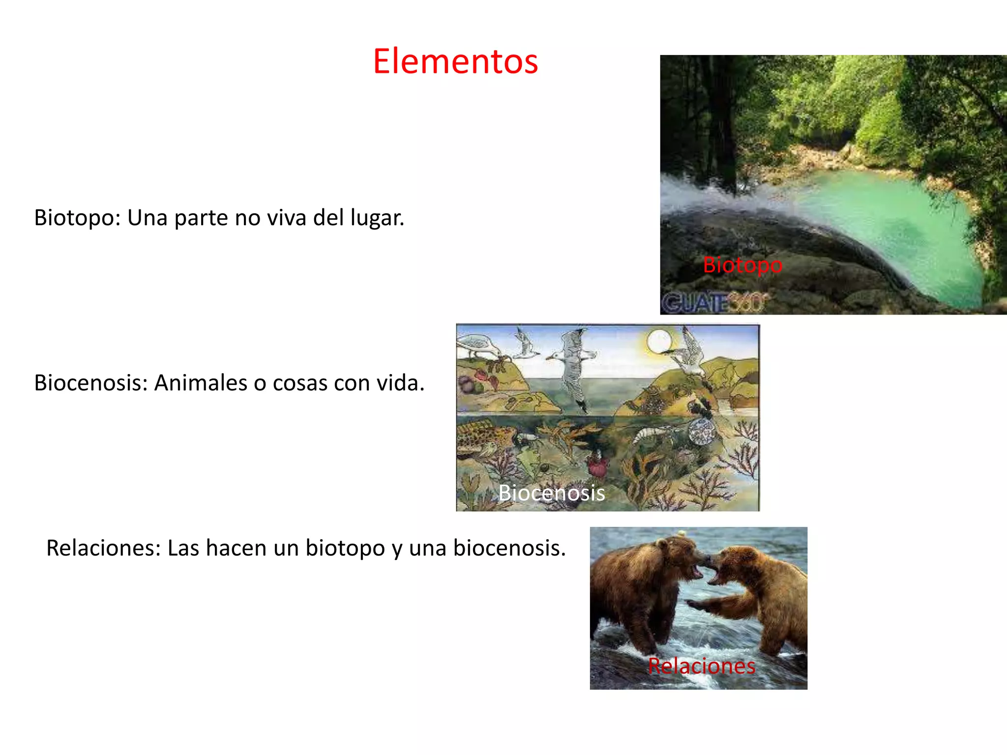 Elementos
Biotopo: Una parte no viva del lugar.
Biotopo
Biocenosis: Animales o cosas con vida.
Biocenosis
Relaciones: Las hacen un biotopo y una biocenosis.
Relaciones