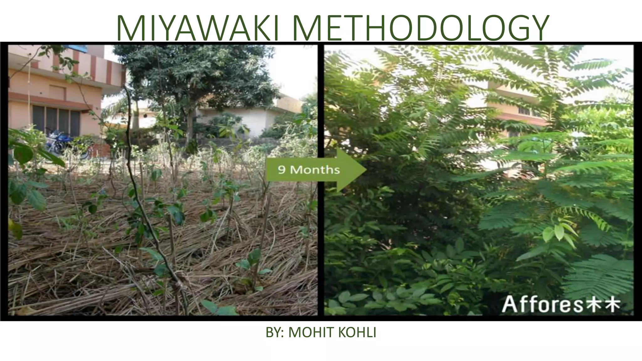 MIYAWAKI METHODOLOGY
BY: MOHIT KOHLI