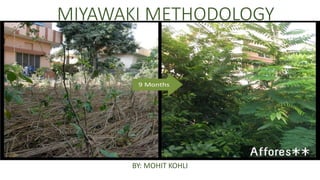 MIYAWAKI METHODOLOGY
BY: MOHIT KOHLI
 
