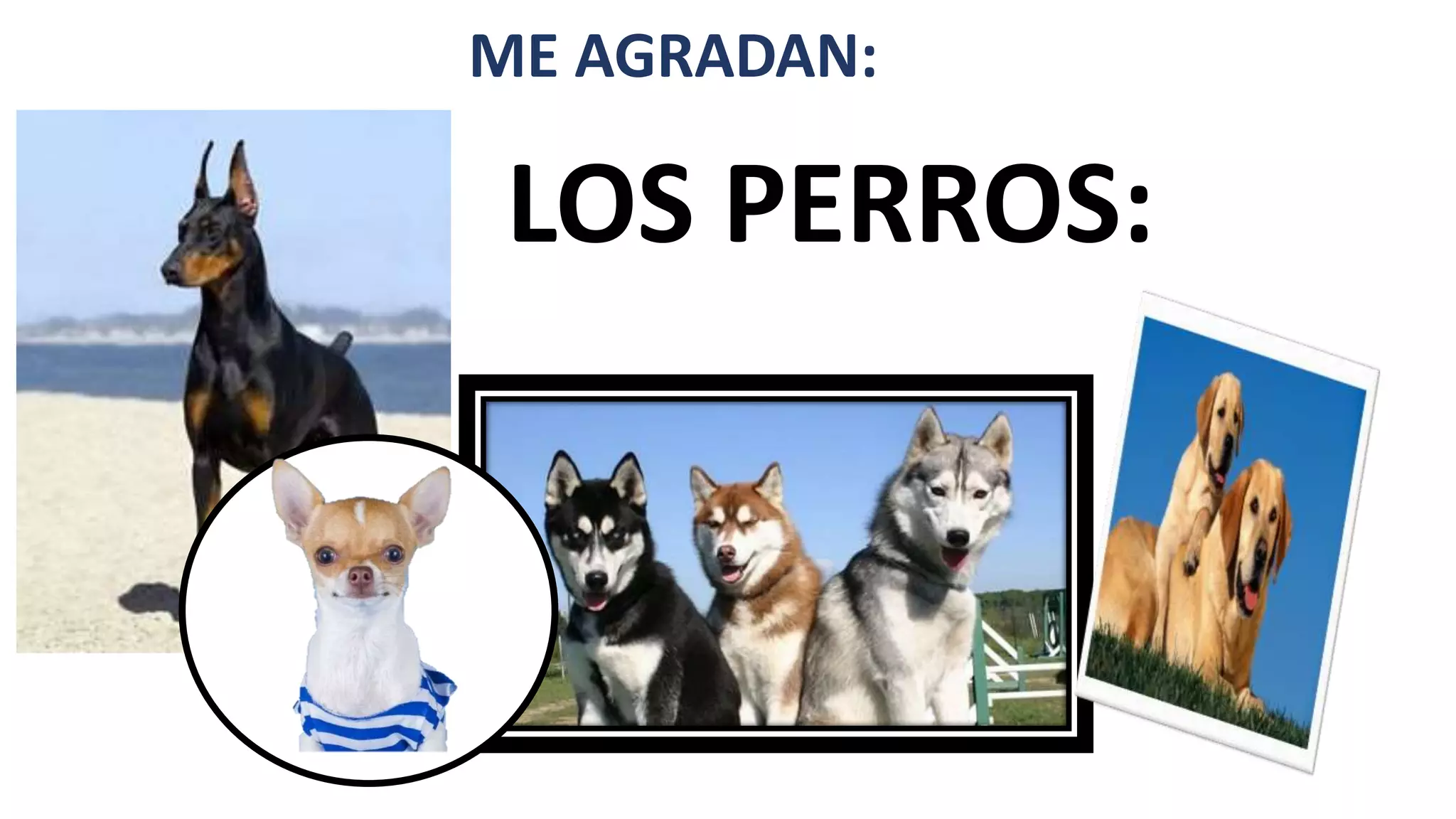 ME AGRADAN:
LOS PERROS: