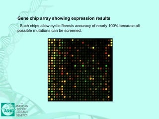 Gene chip array showing expression results 
- Such chips allow cystic fibrosis accuracy of nearly 100% because all 
possible mutations can be screened. 
 