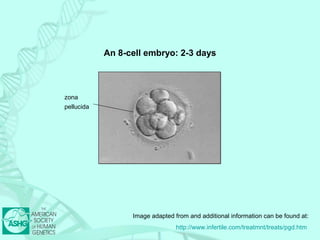 An 8-cell embryo: 2-3 days 
Image adapted from and additional information can be found at: 
http://www.infertile.com/treatmnt/treats/pgd.htm 
zona 
pellucida 
 