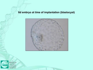 6d embryo at time of implantation (blastocyst) 
 