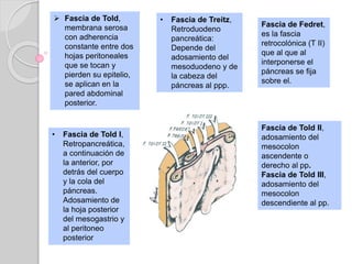  Fascia de Told,
membrana serosa
con adherencia
constante entre dos
hojas peritoneales
que se tocan y
pierden su epitelio,
se aplican en la
pared abdominal
posterior.
• Fascia de Treitz,
Retroduodeno
pancreática:
Depende del
adosamiento del
mesoduodeno y de
la cabeza del
páncreas al ppp.
• Fascia de Told I,
Retropancreática,
a continuación de
la anterior, por
detrás del cuerpo
y la cola del
páncreas.
Adosamiento de
la hoja posterior
del mesogastrio y
al peritoneo
posterior
Fascia de Told II,
adosamiento del
mesocolon
ascendente o
derecho al pp.
Fascia de Told III,
adosamiento del
mesocolon
descendiente al pp.
Fascia de Fedret,
es la fascia
retrocolónica (T II)
que al que al
interponerse el
páncreas se fija
sobre el.
 