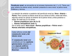 La relación de anterior a posterior del pendículo renal es: Vena - Arteria –
Pelvis. Pero cuando la arteria renal da sus ramas al riñón, entes del hilion,
algunas ramas se ubican al anterior de la pelvis renal y otras posterior a
estas. En total son 5 o 6 ramas.
• Ramas prepiélicas (son de 4 a 5)
• Ramas retropiélicas (solo 1)
Por lo tanto sería: Vena renal – Ramas prepiélicas – Pelvis renal –
Ramas arteriales retropiélicas.
Cada nefrona consta del
corpúsculo renal y del
túbulo renal.
El corpúsculo renal está
constituido por los capilares
glomerulares alojados en
una cápsula esférica
llamada la cápsula de
Bowman.
Pendículo renal, se encuentra en el proceso transverso de L1 y L2. Tiene una
gran arteria (la arteria renal), también presenta la vena renal, la pelvis renal,
linfáticos y nervios.
 