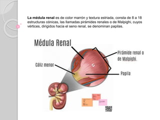 La médula renal es de color marrón y textura estriada, consta de 8 a 18
estructuras cónicas, las llamadas pirámides renales o de Malpighi, cuyos
vértices, dirigidos hacia el seno renal, se denominan papilas.
 