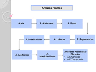 Arterias renales
Aorta A. Abdominal A. Renal
A. SegmentariasA. LobaresA. Interlobulares
A. Arciformes
A.
Interlobulillares
Arteriolas Aferentes y
Eferentes
• A.E Concaica
• A.E Yuxtapuesta
 