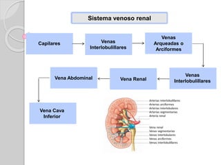 Sistema venoso renal
Capilares Venas
Interlobulillares
Venas
Arqueadas o
Arciformes
Venas
InterlobulillaresVena RenalVena Abdominal
Vena Cava
Inferior
 