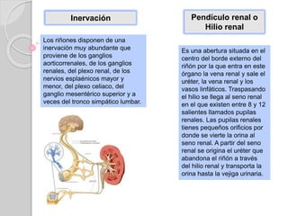Inervación
Los riñones disponen de una
inervación muy abundante que
proviene de los ganglios
aorticorrenales, de los ganglios
renales, del plexo renal, de los
nervios esplaénicos mayor y
menor, del plexo celiaco, del
ganglio mesentérico superior y a
veces del tronco simpático lumbar.
Pendículo renal o
Hilio renal
Es una abertura situada en el
centro del borde externo del
riñón por la que entra en este
órgano la vena renal y sale el
uréter, la vena renal y los
vasos linfáticos. Traspasando
el hilio se llega al seno renal
en el que existen entre 8 y 12
salientes llamados pupilas
renales. Las pupilas renales
tienes pequeños orificios por
donde se vierte la orina al
seno renal. A partir del seno
renal se origina el uréter que
abandona el riñón a través
del hilio renal y transporta la
orina hasta la vejiga urinaria.
 