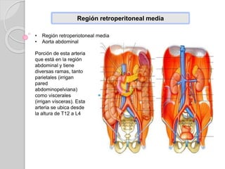 Región retroperitoneal media
• Región retroperiotoneal media
• Aorta abdominal
Porción de esta arteria
que está en la región
abdominal y tiene
diversas ramas, tanto
parietales (irrigan
pared
abdominopelviana)
como viscerales
(irrigan vísceras). Esta
arteria se ubica desde
la altura de T12 a L4
 