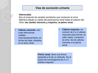 Vías de excreción urinaria
Interrenales
Son el conjunto de canales excretores que conducen la orina
definitiva desde su salida del parenquima renal hasta el exterior del
riñón: los cáciles menores y mayores, la pelvis renal.
• Cálices menores, son
unas estructuras
visibles
macroscópicamente, en
forma de copa, situados
en el seno renal.
• Cálices mayores, en
número de 2 a 3 cálices
menores para formar un
cáliz mayor, conducen
la orina de los cálices
menores a la pelvis
renal
Pelvis renal, tiene una forma
parecida a la de un embudo. Es el
punto de convergencia de 2 o 3
cálices mayores
 
