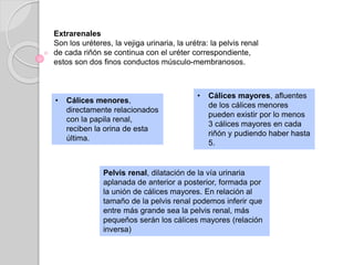 Extrarenales
Son los uréteres, la vejiga urinaria, la urétra: la pelvis renal
de cada riñón se continua con el uréter correspondiente,
estos son dos finos conductos músculo-membranosos.
• Cálices menores,
directamente relacionados
con la papila renal,
reciben la orina de esta
última.
• Cálices mayores, afluentes
de los cálices menores
pueden existir por lo menos
3 cálices mayores en cada
riñón y pudiendo haber hasta
5.
Pelvis renal, dilatación de la vía urinaria
aplanada de anterior a posterior, formada por
la unión de cálices mayores. En relación al
tamaño de la pelvis renal podemos inferir que
entre más grande sea la pelvis renal, más
pequeños serán los cálices mayores (relación
inversa)
 