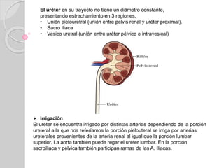 El uréter en su trayecto no tiene un diámetro constante,
presentando estrechamiento en 3 regiones.
• Unión pielouretral (unión entre pelvis renal y uréter proximal).
• Sacro iliaca
• Vesico uretral (unión entre uréter pélvico e intravesical)
 Irrigación
El uréter se encuentra irrigado por distintas arterias dependiendo de la porción
ureteral a la que nos referíamos la porción pielouteral se irriga por arterias
ureterales provenientes de la arteria renal al igual que la porción lumbar
superior. La aorta también puede regar el uréter lumbar. En la porción
sacroiliaca y pélvica también participan ramas de las A. Iliacas.
 