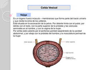 Celda Vesical
Vejiga
Es un órgano hueco músculo – membranoso que forma parte del tracto urinario
y que recibe la orina de los uréteres.
Está situada en la excavación de la pelvis. Por delante limita con el pubis; por
detrás con el recto, con la parte superior de la próstata y las vesículas
seminales en el nombre, y con la vagina de la mujer.
Por arriba está cubierta por el peritoneo parietal separándolo de la cavidad
abdominal; y por abajo con la próstata del hombre y la musculatura perineal de
la mujer
 