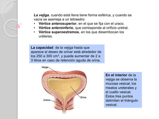 La vejiga, cuando está llena tiene forma esférica, y cuando se
vacía se asemeja a un tetraedro:
• Vértice anterosuperior, en el que se fija con el uraco.
• Vértice anteroinferio, que corresponde al orificio uretral.
• Vértice superoextremos, en los que desembocan los
uréteres.
La capacidad de la vejiga hasta que
aparece el deseo de orinar está alrededor de
los 250 a 300 cm3, y puede aumentar de 2 a
3 litros en caso de retención aguda de orina.
En el interior de la
vejiga se observa la
mucosa vesical, los
meatos ureterales y
el cuello vesical.
Estos tres puntos
delimitan el triángulo
vesical.
 
