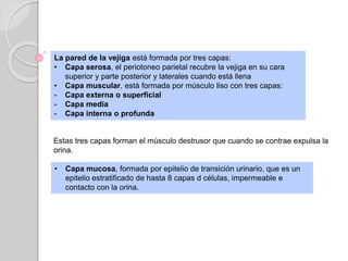 La pared de la vejiga está formada por tres capas:
• Capa serosa, el periotoneo parietal recubre la vejiga en su cara
superior y parte posterior y laterales cuando está llena
• Capa muscular, está formada por músculo liso con tres capas:
- Capa externa o superficial
- Capa media
- Capa interna o profunda
Estas tres capas forman el músculo destrusor que cuando se contrae expulsa la
orina.
• Capa mucosa, formada por epitelio de transición urinario, que es un
epitelio estratificado de hasta 8 capas d células, impermeable e
contacto con la orina.
 