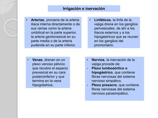 Irrigación e inervación
• Arterias, proviene de la arteria
iliaca interna directamente o de
sus ramas como la arteria
umbilical en la parte superior,
la arteria genitovesical en su
parte media o de la arteria
pudenda en su parte inferior.
• Venas, drenan en un
plexo venoso pélvico
que recubre el espacio
prevesical en su cara
posteroinferior y que
termina en la vena
hipográstrica.
• Linfáticos, la linfa de la
vejiga drena en los ganglios
perivesicales, de ahí a los
iliacos externos y a los
hipogástricos que se reunen
en los ganglios del
promontario.
• Nervios, la inervación de la
vejiga procede de:
- Plexo lumboaórtico o
hipogástrico, que contiene
fibras nerviosas del sistema
nervioso simpático.
- Plexo presacro, que contiene
fibras nerviosas del sistema
nervioso parasimpático.
 