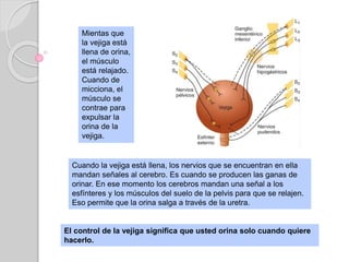 Mientas que
la vejiga está
llena de orina,
el músculo
está relajado.
Cuando de
micciona, el
músculo se
contrae para
expulsar la
orina de la
vejiga.
Cuando la vejiga está llena, los nervios que se encuentran en ella
mandan señales al cerebro. Es cuando se producen las ganas de
orinar. En ese momento los cerebros mandan una señal a los
esfínteres y los músculos del suelo de la pelvis para que se relajen.
Eso permite que la orina salga a través de la uretra.
El control de la vejiga significa que usted orina solo cuando quiere
hacerlo.
 
