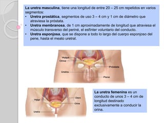La uretra femenina es un
conducto de unos 3 – 4 cm de
longitud destinado
exclusivamente a conducir la
orina.
La uretra masculina, tiene una longitud de entre 20 – 25 cm repetidos en varios
segmentos:
• Uretra prostática, segmentos de uso 3 – 4 cm y 1 cm de diámetro que
atraviesa la próstata.
• Uretra membranosa, de 1 cm aproximadamente de longitud que atraviesa el
músculo transverso del periné, el esfínter voluntario del conducto.
• Uretra esponjosa, que se dispone a todo lo largo del cuerpo esponjoso del
pene, hasta el meato uretral.
 