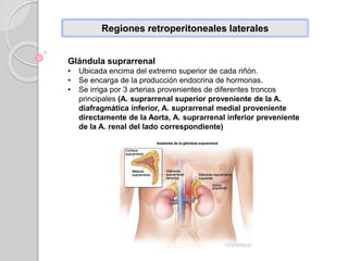 Regiones retroperitoneales laterales
Glándula suprarrenal
• Ubicada encima del extremo superior de cada riñón.
• Se encarga de la producción endocrina de hormonas.
• Se irriga por 3 arterias provenientes de diferentes troncos
principales (A. suprarrenal superior proveniente de la A.
diafragmática inferior, A. suprarrenal medial proveniente
directamente de la Aorta, A. suprarrenal inferior preveniente
de la A. renal del lado correspondiente)
 