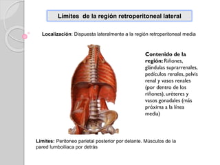 Límites de la región retroperitoneal lateral
Localización: Dispuesta lateralmente a la región retroperitoneal media
Límites: Peritoneo parietal posterior por delante. Músculos de la
pared lumboiliaca por detrás
Contenido de la
región: Riñones,
glándulas suprarrenales,
pedículos renales, pelvis
renal y vasos renales
(por dentro de los
riñones), uréteres y
vasos gonadales (más
próxima a la línea
media)
 