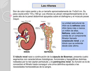 Los riñones
Son de color rojizo pardo y de un tamaño aproximadamente de 11x5x3 cm. Su
peso oscila entre 110 y 180 gr. Los riñones se ubican retroperitonealmente en la
parte alta de la pared abdominal apoyados sobre el diafragma y el músculo psoas
mayor.
La unidad estructural de
riñón es la nefrona cada
riñón tiene más o menos
un millón de ellas.
Nefrona, cada nefrona
consta de un componente
filtrador llamado
corpúsculo renal, y un
túbulo que se extiende
desde este último.
El túbulo renal nace a continuación de la cápsula de Bowman, presenta cuatro
segmentos con características histológicas, funcionales y topográficas distintas,
rodeados por la red capilar peritubular, y la parénquima renal. Su función es la de
concentrar el filtrado hasta conseguir una orina definitiva ajustada a las
necesidades homeostáticas de la sangre.
NEFRONARIÑÓN
 