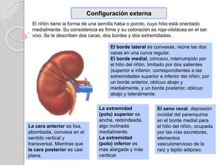 Configuración externa
El riñón tiene la forma de una semilla haba o poroto, cuyo hilio está orientado
medialmente. Su consistencia es firme y su coloración es roja-vilolácea en el ser
vivo. Se le describen dos caras, dos bordes y dos extremidades.
La cara anterior es lisa,
abombada, convexa en el
sentido vertical y
transversal. Mientras que
la cara posterior es casi
plana.
El borde lateral es convexas, reúne las dos
caras en una curva regular.
El borde medial, cóncavo, interrumpido por
el hilio del riñón, limitado por dos salientes
(superior e inferior, correspondientes a las
extremidades superior e inferior del riñón; por
un borde anterior, oblicuo abajo y
medialmente, y un borde posterior, oblicuo
abajo y lateralmente.
La extremidad
(polo) superior es
ancha, redondeada,
algo inclinada
medialmente.
La extremidad
(polo) inferior es
mas alargada y más
verttical
El seno renal, depresión
ovoidal del parenquima
en el borde medial para
el hilio del riñón, ocupada
por las vías excretoras,
elementos
vasculonervioso de la
raíz y tejido adiposo.
 