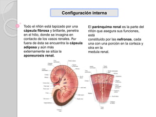 Configuración interna
Todo el riñón está tapizado por una
cápsula fibrosa y brillante, penetra
en el hilio, donde se invagina en
contacto de los vasos renales. Por
fuera de ésta se encuentra la cápsula
adiposa y aún más
externamente se sitúa la
aponeurosis renal.
El parénquima renal es la parte del
riñón que asegura sus funciones,
está
constituido por las nefronas, cada
una con una porción en la corteza y
otra en la
medula renal.
 