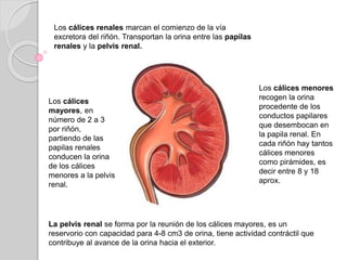 Los cálices renales marcan el comienzo de la vía
excretora del riñón. Transportan la orina entre las papilas
renales y la pelvis renal.
Los cálices menores
recogen la orina
procedente de los
conductos papilares
que desembocan en
la papila renal. En
cada riñón hay tantos
cálices menores
como pirámides, es
decir entre 8 y 18
aprox.
Los cálices
mayores, en
número de 2 a 3
por riñón,
partiendo de las
papilas renales
conducen la orina
de los cálices
menores a la pelvis
renal.
La pelvis renal se forma por la reunión de los cálices mayores, es un
reservorio con capacidad para 4-8 cm3 de orina, tiene actividad contráctil que
contribuye al avance de la orina hacia el exterior.
 