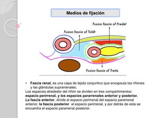Medios de fijación
• Fascia renal, es una capa de tejido conjuntivo que encapsula los riñones
y las glándulas suprarrenales.
Los espacios alrededor del riñón se dividen en tres compartimientos:
espacio perirrenal, y los espacios pararrenales anterior y posterior.
La fascia anterior, divide el espacio perirrenal del espacio pararrenal
anterior, la fascia posterior al espacio perirrenal, y por detrás de esta se
encuentra el espacio pararrenal posterior.
 