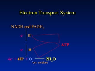 Electron Transport System
NADH and FADH2
e-
e-
4e-
+ 4H+
+ O2 2H2O
cyt. oxidase
H+
H+
ATP
 